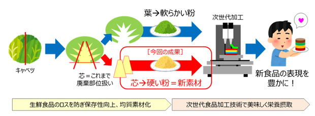 キャベツ芯部由来粗粉末の活用イメージ